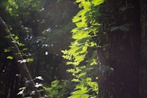 Sunlight filters through a dense forest canopy, illuminating vibrant green leaves clinging to a thick tree trunk. The light and shadows create a serene and peaceful atmosphere.
