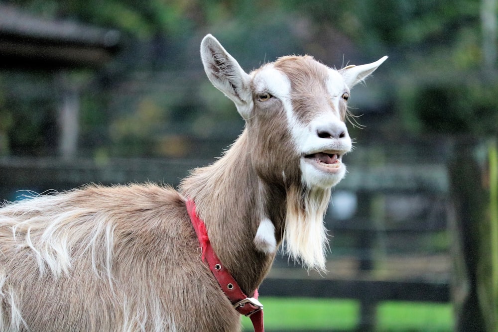 close-up photo of goat