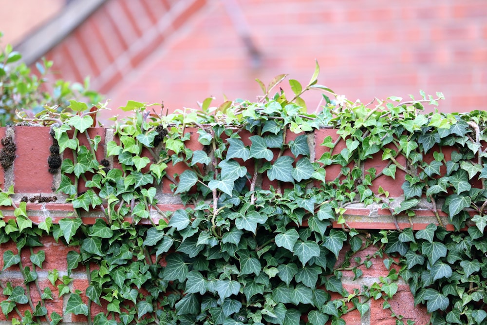 Foto de enfoque selectivo de plantas verdes cubiertas en la pared