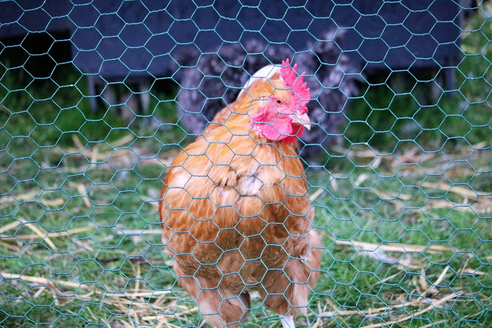 brown hen