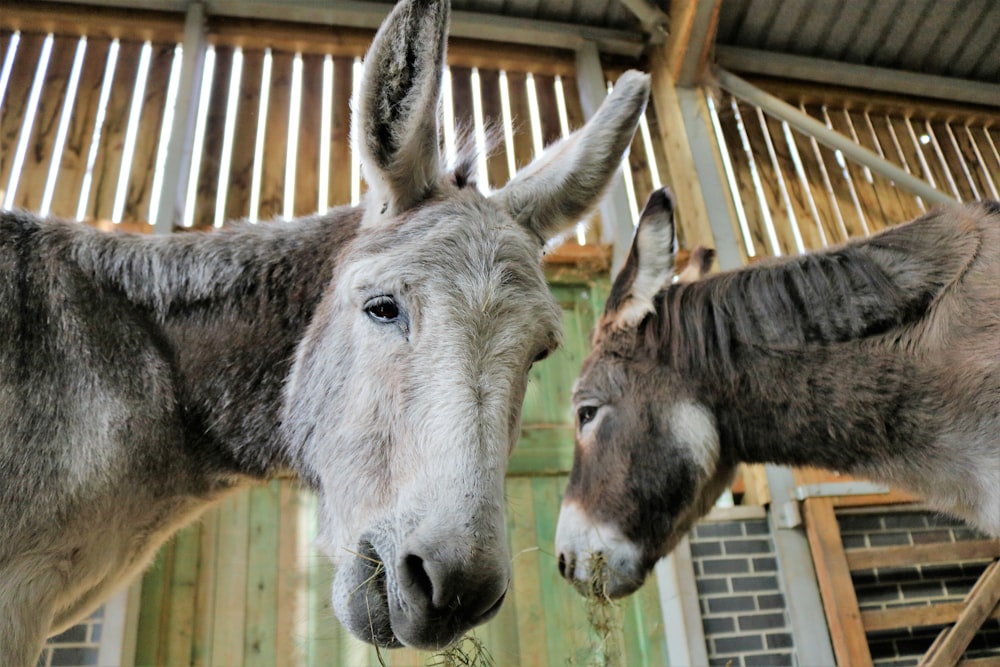 two donkeys eating grass inside barn