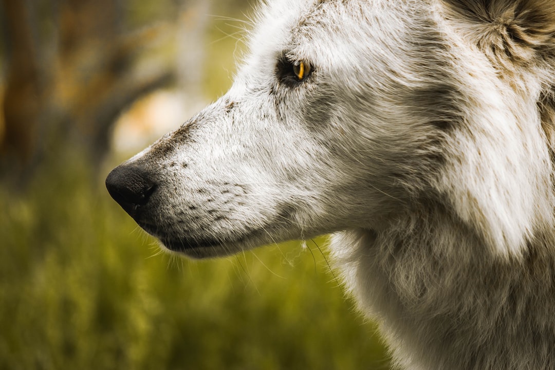 selective focus photography of gray dog
