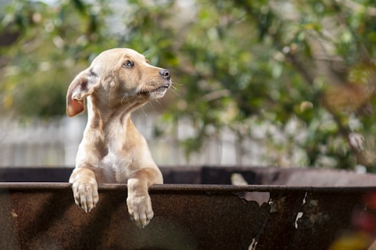 A young, light-brown dog with expressive eyes is perched on the edge of a metal container, looking attentively to the side. The background features a lush, blurred greenery that suggests a garden or outdoor setting.