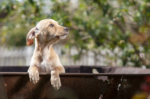 A young, light-brown dog with expressive eyes is perched on the edge of a metal container, looking attentively to the side. The background features a lush, blurred greenery that suggests a garden or outdoor setting.