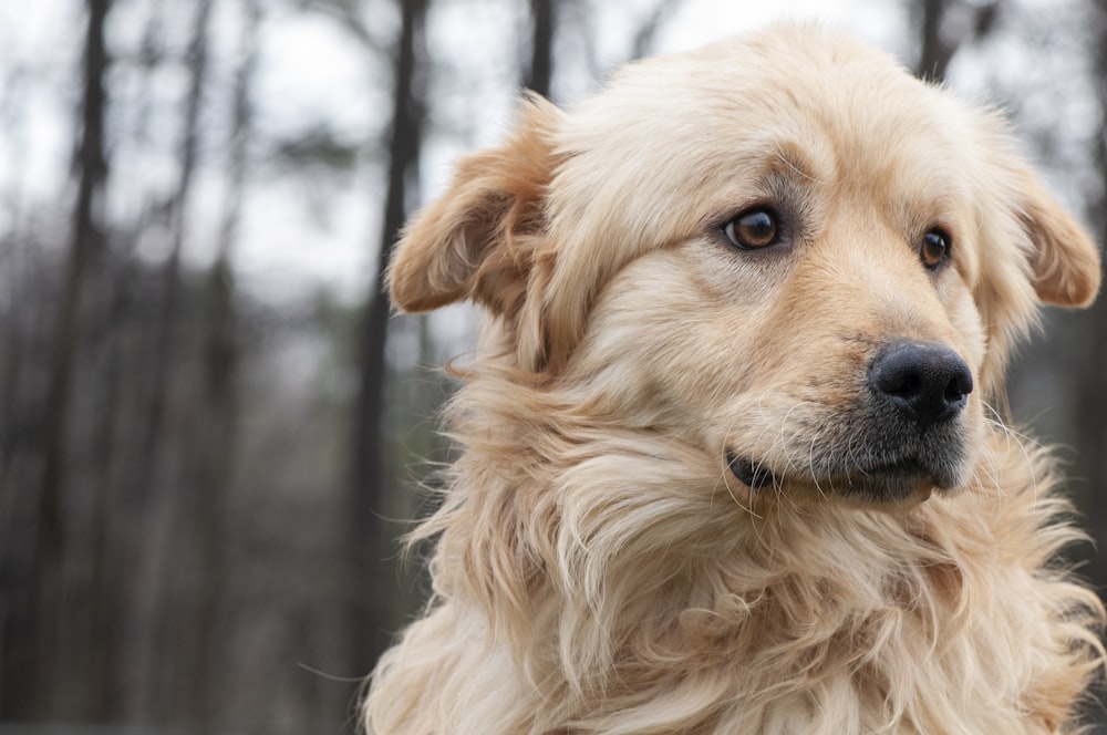 brown dog