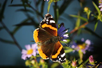A cheerful butterfly resting on a bright flower with bold outlines for easy coloring.