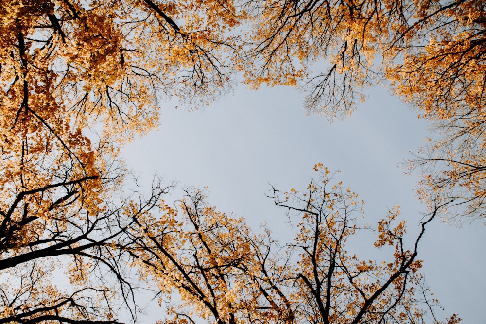 green trees