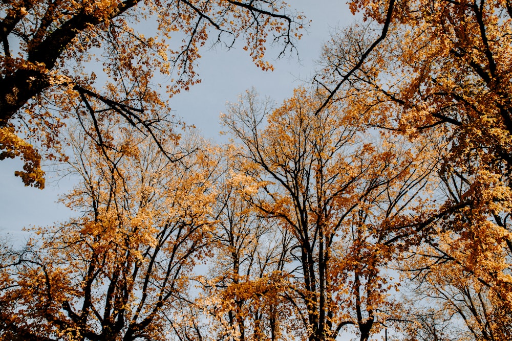 photo of brown-leafed trees