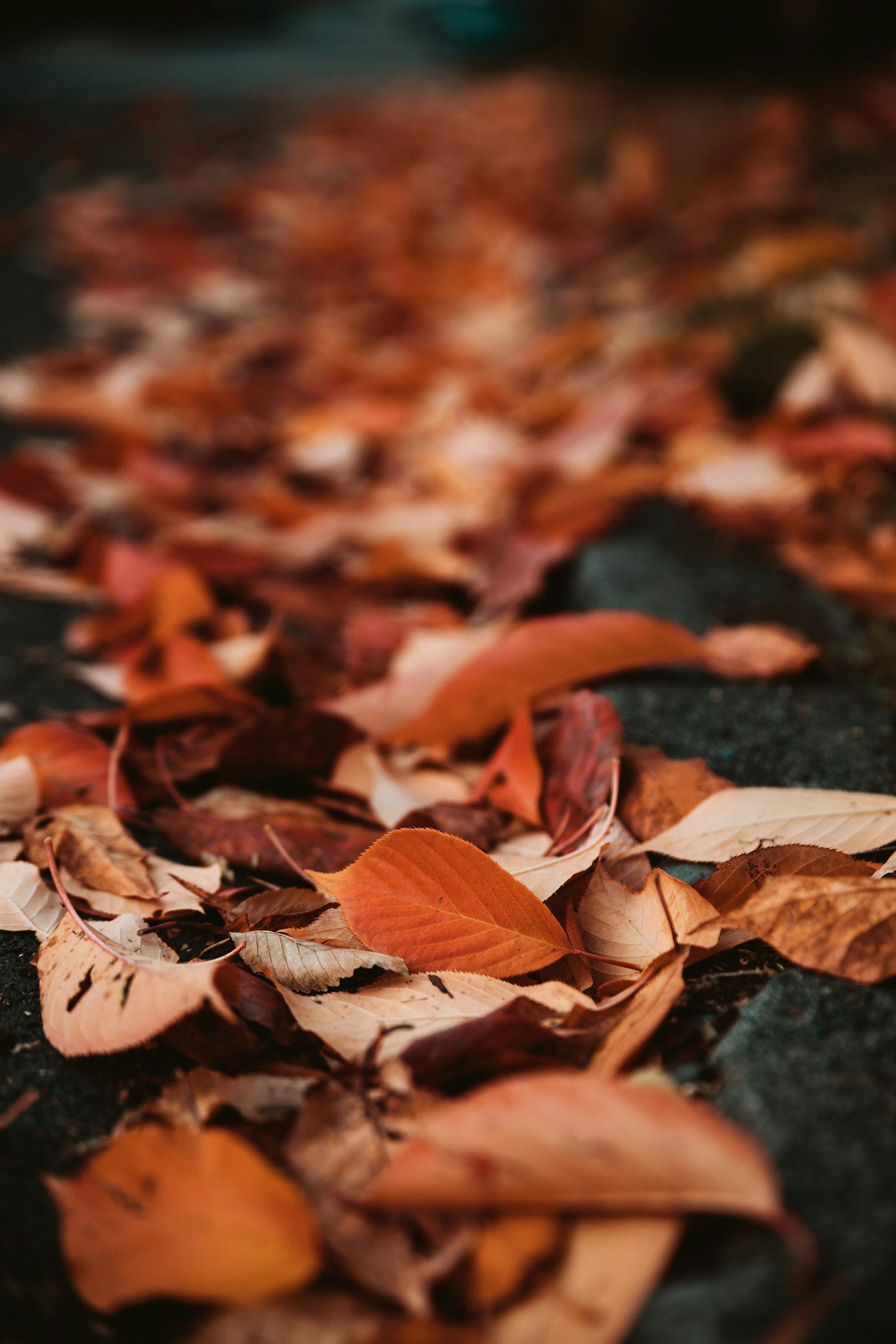 Canon EOS 6D Mark II + Sigma 24-70mm F2.8 EX DG Macro sample photo. Dried leaves photography