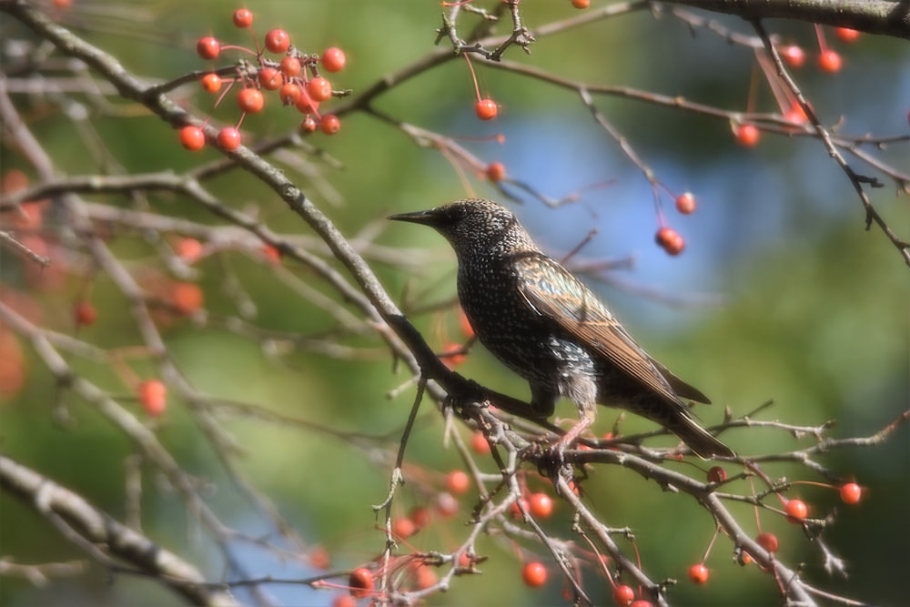 brown bird perching on tree during daytime