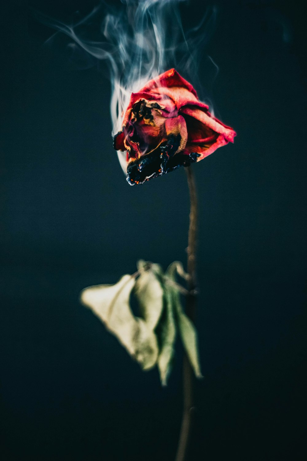 red rose flower burning