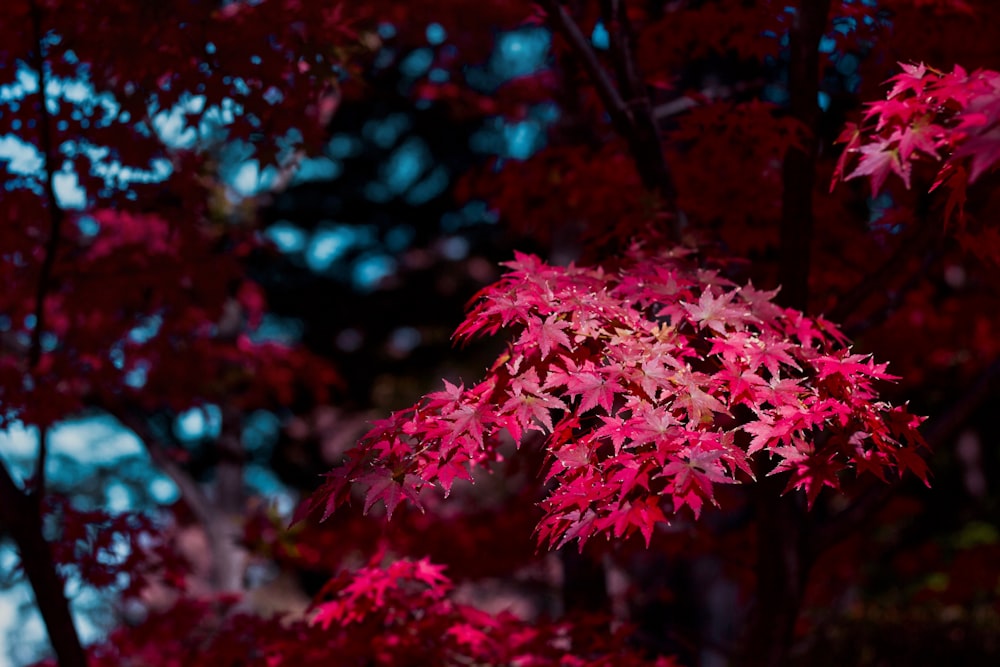 red-leafed tree