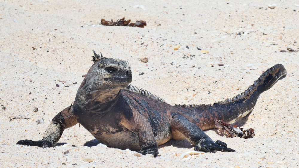 komodo dragon