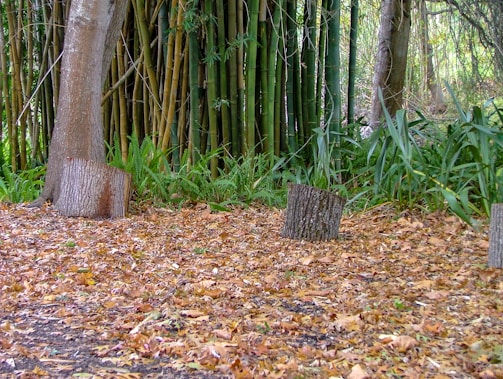 A dense cluster of bamboo stalks stands in the background, with two tree stumps and brown, fallen leaves scattered across the forest floor. Green plants grow among the stumps, contributing to the natural atmosphere.