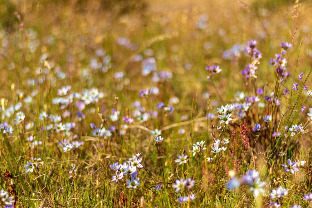 white and purple petaled flower field