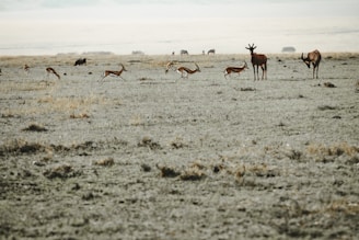 A wide-open savanna landscape with a herd of antelope grazing and leaping in the foreground. Sparse grass and dry earth stretch out under a pale, overcast sky. In the distance, more wildlife is scattered across the plains.