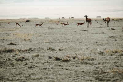 A wide-open savanna landscape with a herd of antelope grazing and leaping in the foreground. Sparse grass and dry earth stretch out under a pale, overcast sky. In the distance, more wildlife is scattered across the plains.