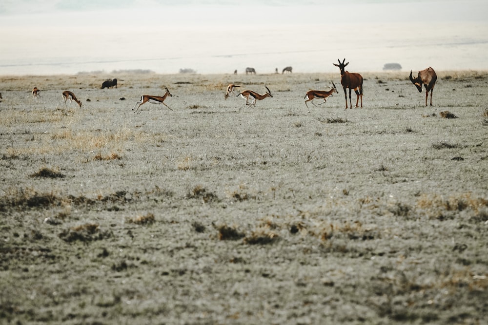 antlers on white sand during daytime