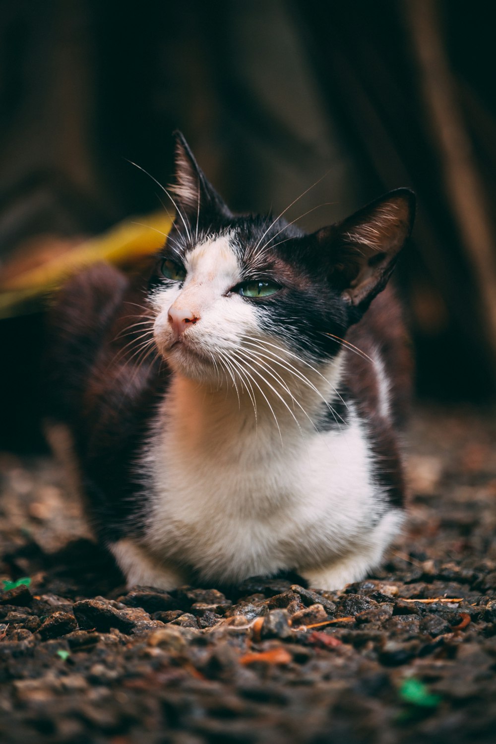 selective focus photography of sitting tuxedo cat