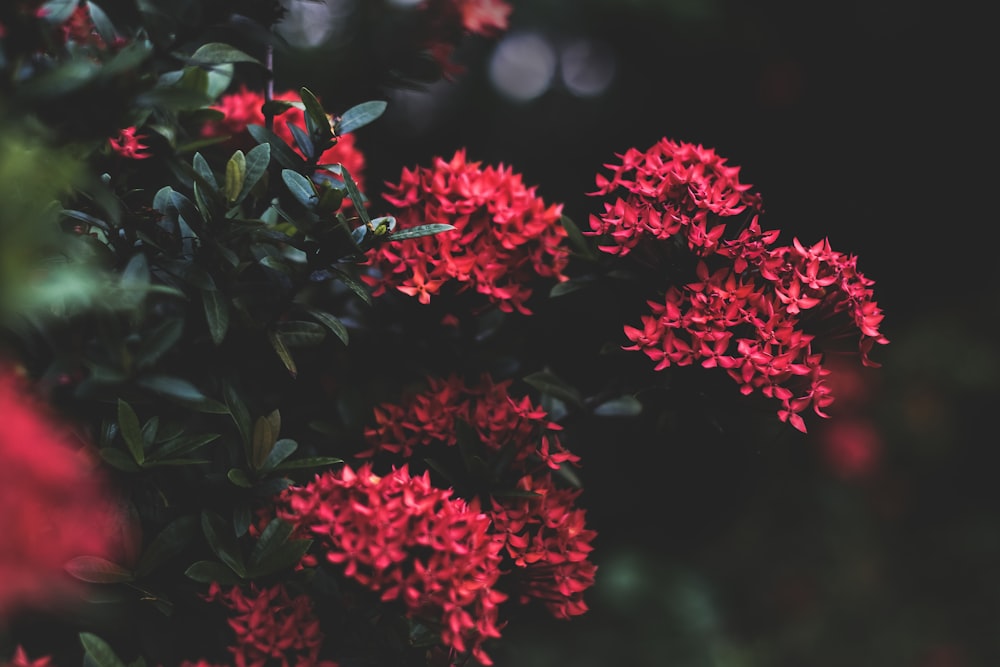 shallow focus photo of lobelias