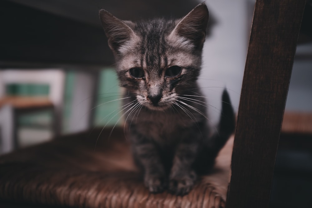 brown tabby kitten