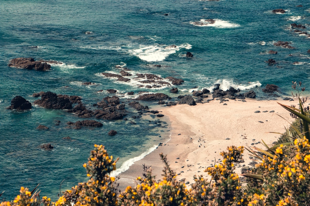 Plantas de flores de pétalos amarillos cerca de la orilla del mar