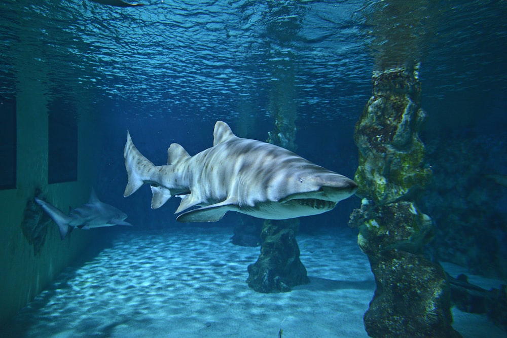 Tiburón gris bajo el agua