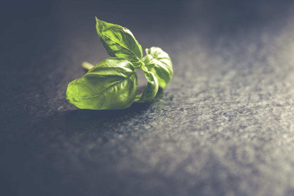 close-up of green leaf