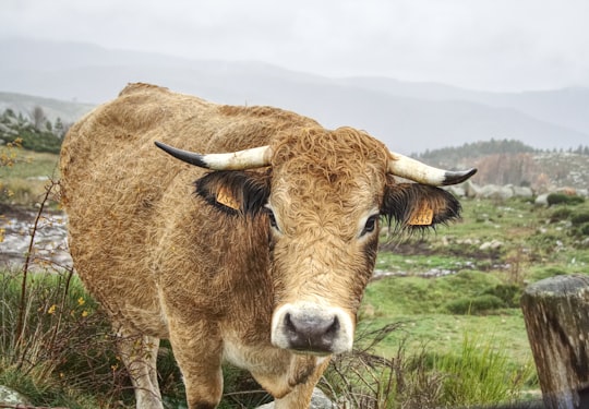 brown cow in Fraissinet-de-Lozère France