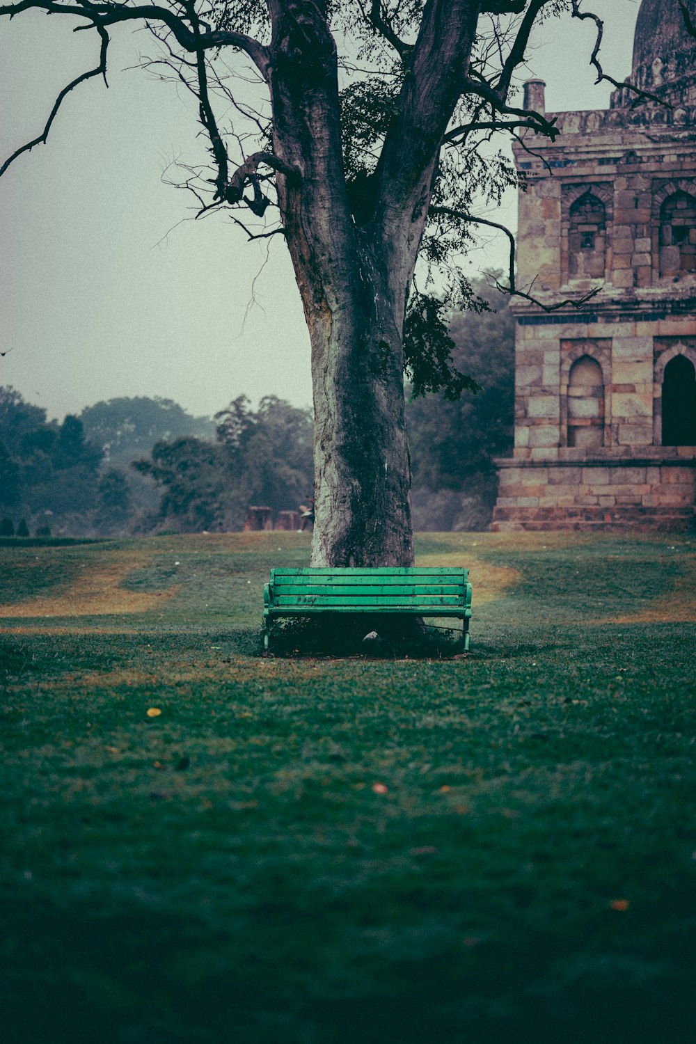 木の横の緑のベンチ