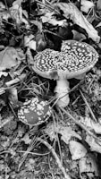 Two mushrooms with speckled caps are nestled among fallen leaves and twigs on the forest floor. The larger mushroom has a wide, flat cap with white spots, while the smaller one has a similar pattern. The scene is captured in black and white, emphasizing textures and contrasts.