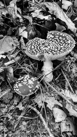 Two mushrooms with speckled caps are nestled among fallen leaves and twigs on the forest floor. The larger mushroom has a wide, flat cap with white spots, while the smaller one has a similar pattern. The scene is captured in black and white, emphasizing textures and contrasts.