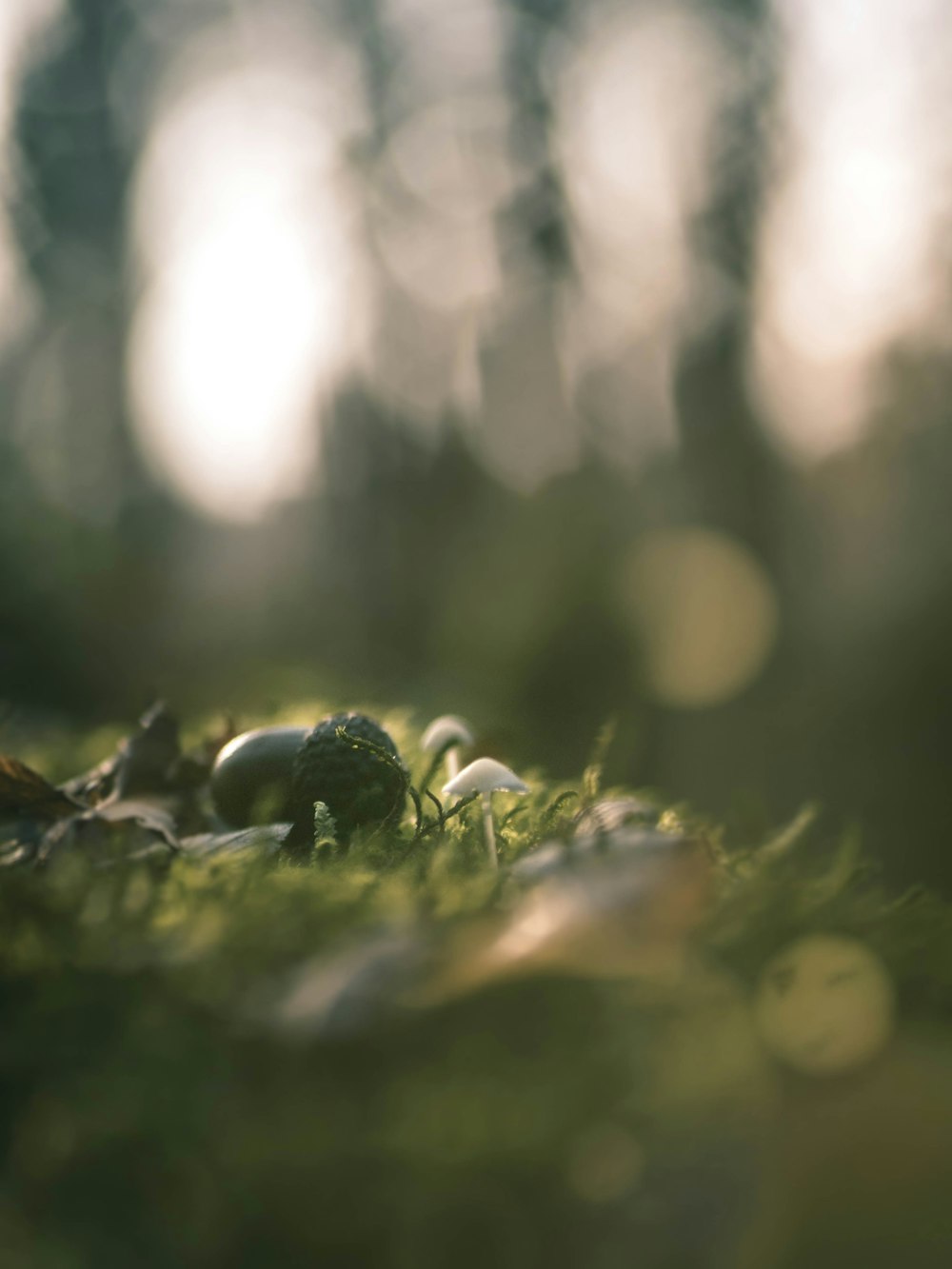 close-up photography of green grass