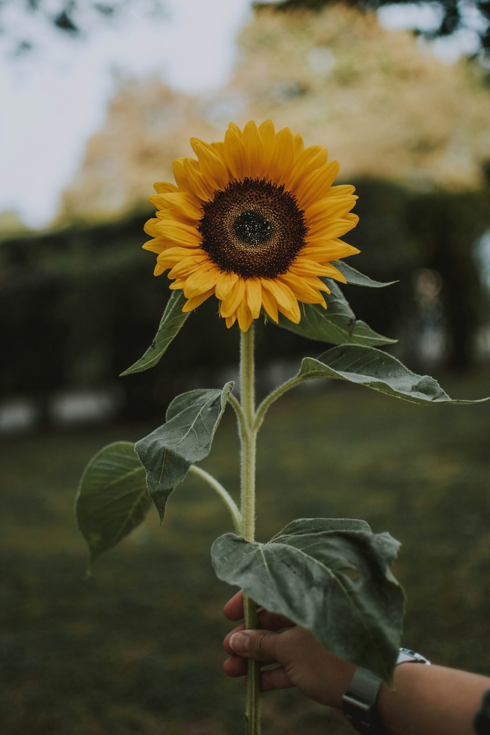 Persona sosteniendo un girasol amarillo