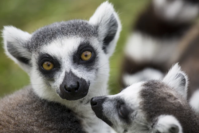 18-Day Madagascar Family Itinerary: Epic Journeys Route