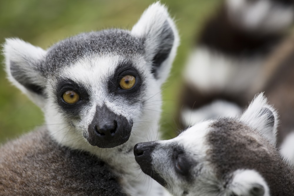 gray and gray meerkats