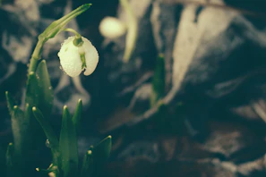 Close-up shot of a delicate flower with dew drops against a blurred background.