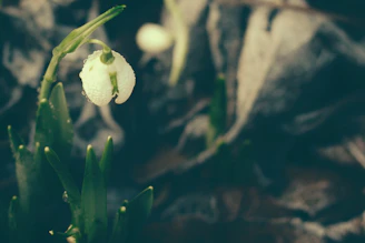 Close-up shot of a delicate flower with dew drops against a blurred background.