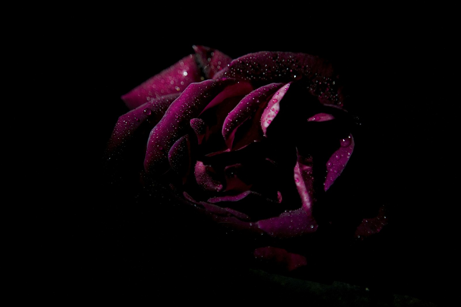 Canon EOS 5D + Canon EF 24-70mm F2.8L USM sample photo. Pink rose photography