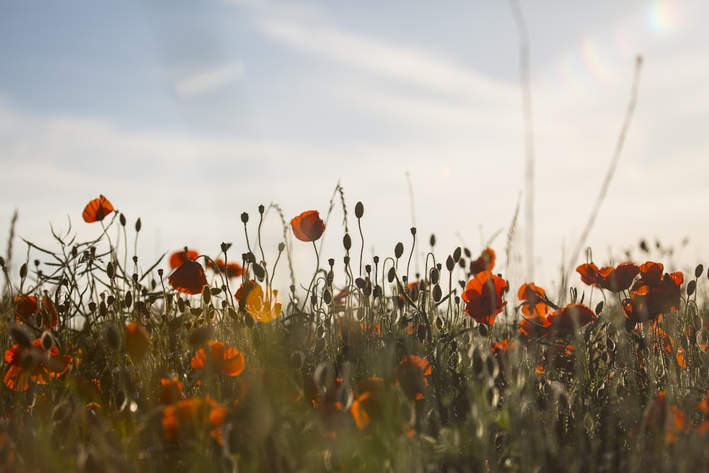 Plantes à fleurs à pétales d’orange