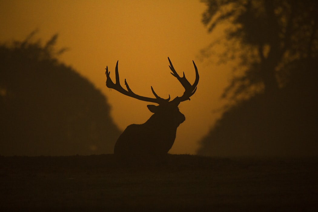 huge deer with antlers walking into sunset