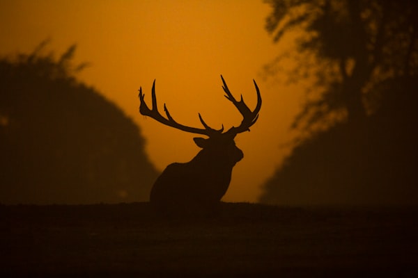 Silhouette of a stag against a dark, orange sky.