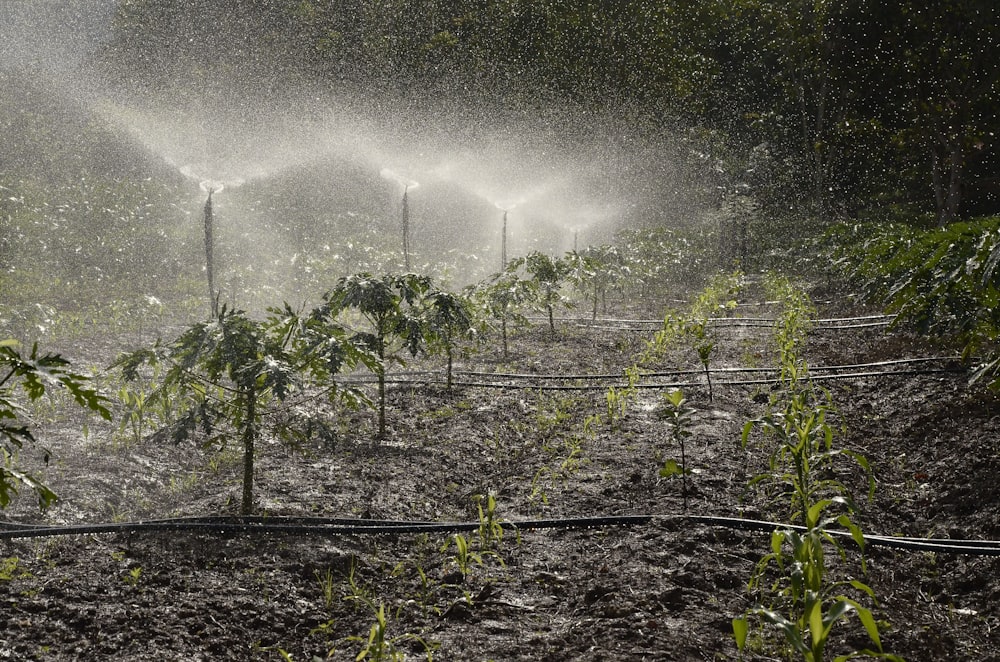 garden sprinkler turned on