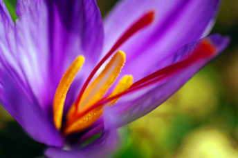 blooming purple petaled flower