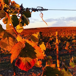 Golden vineyards basking in warm autumn sunlight with rustic wine barrels.