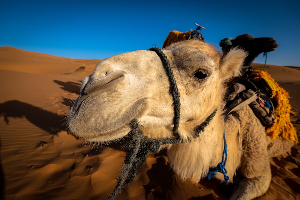 white camel on desert