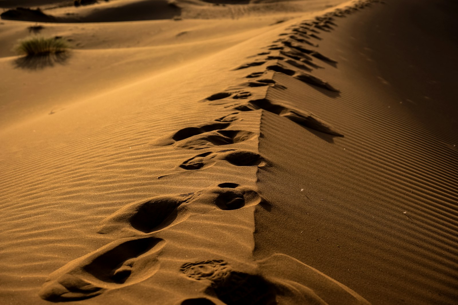 Fujifilm X-H1 + Fujifilm XF 18-135mm F3.5-5.6 R LM OIS WR sample photo. Footsteps on desert photography