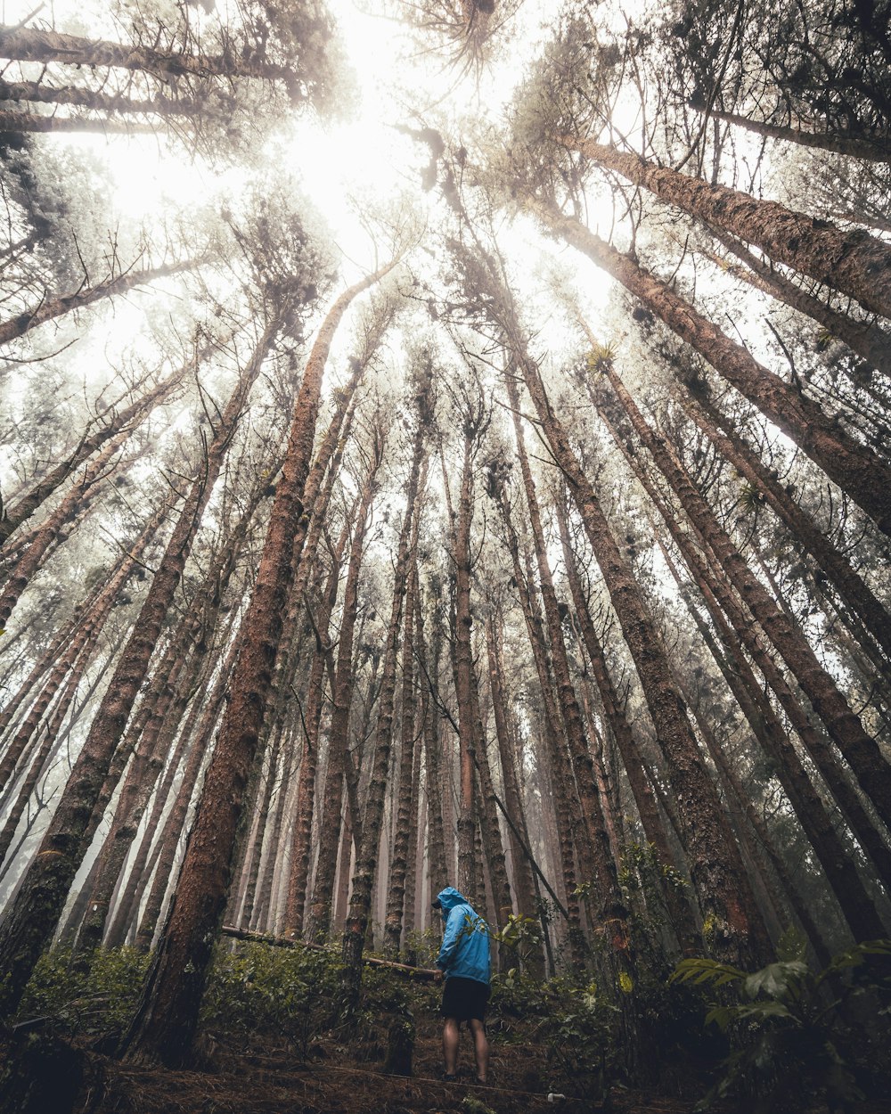 man under tall trees in forest during daytime