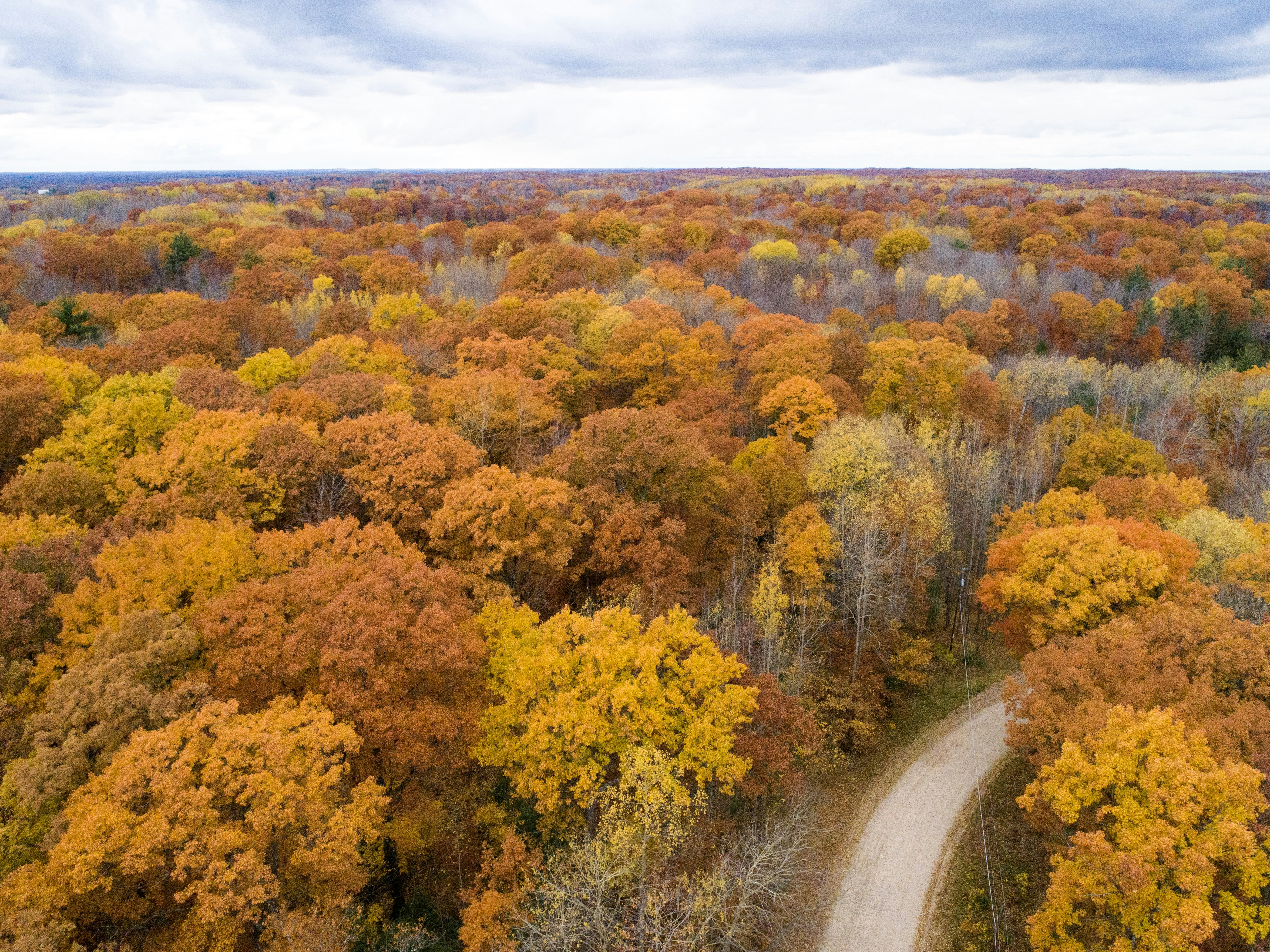 aerial photography of road in forest