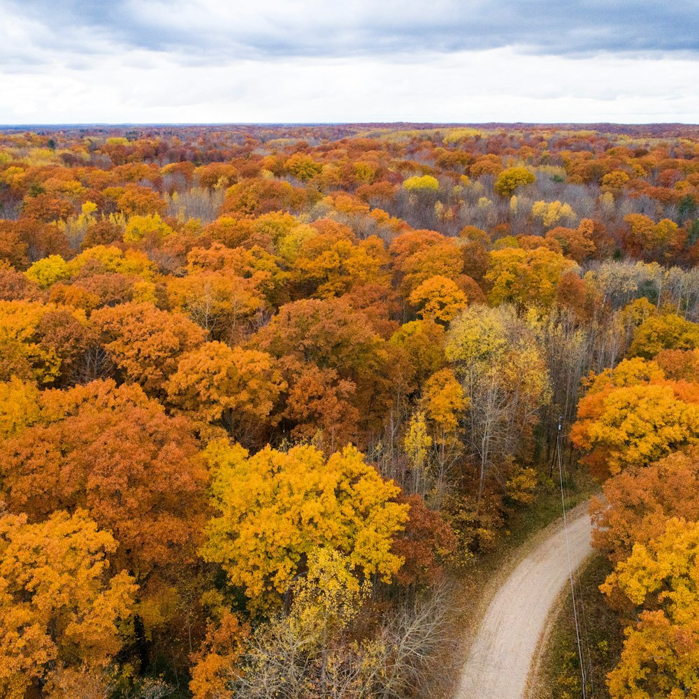 aerial photography of road between trees